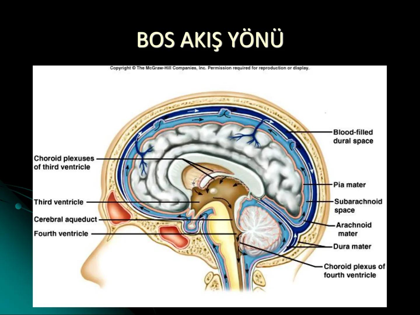 # SMY118
# ANATOMİ VE FİZYOLOJİ
# SİSTEMLER
## 2. VE 3.DERS
## MERKEZİ VE ÇEVRESEL SİNİR
## SİSTEMİNİN YAPISI
![Istanbul Aydin University