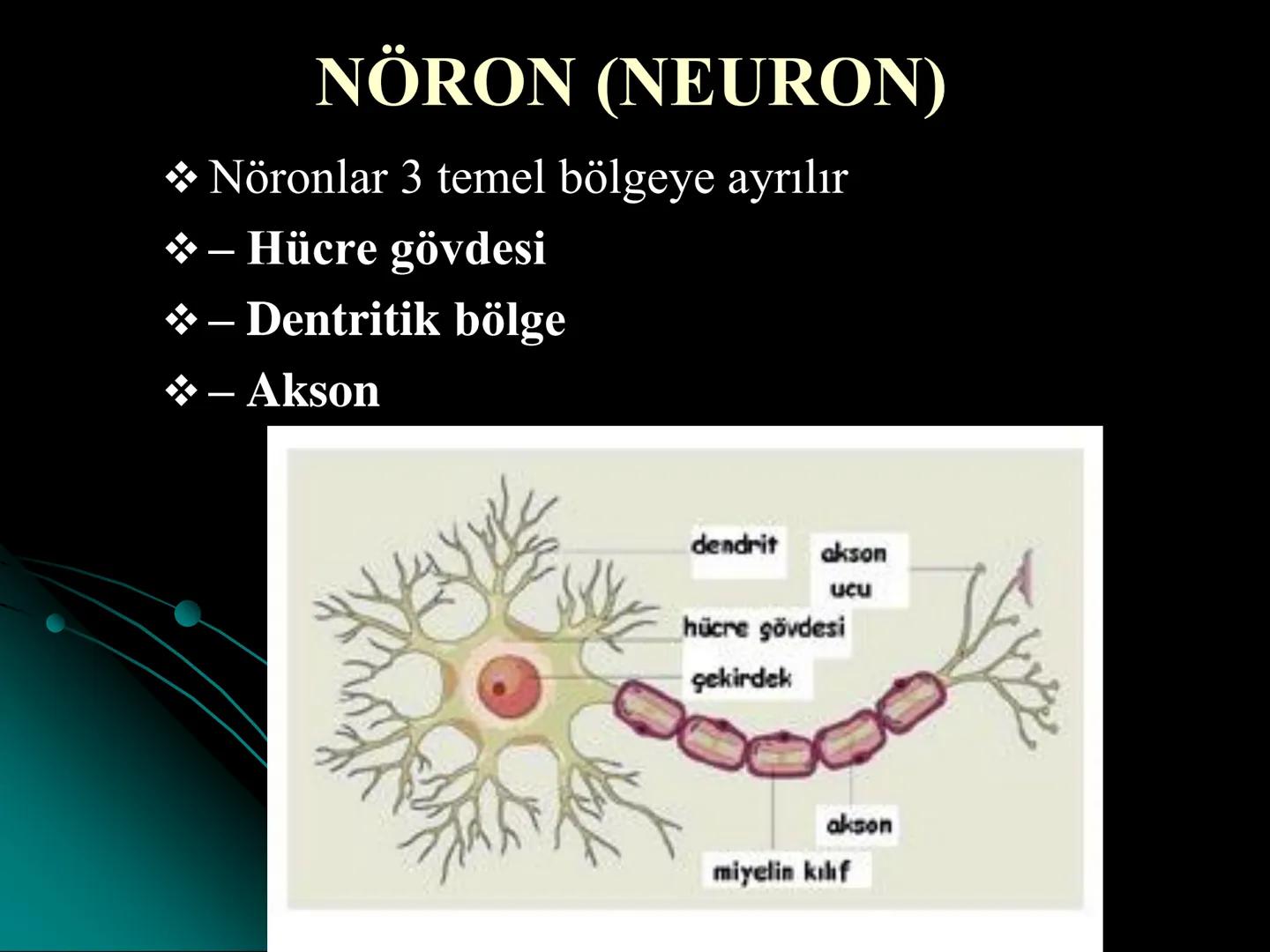 # SMY118
# ANATOMİ VE FİZYOLOJİ
# SİSTEMLER
## 2. VE 3.DERS
## MERKEZİ VE ÇEVRESEL SİNİR
## SİSTEMİNİN YAPISI
![Istanbul Aydin University