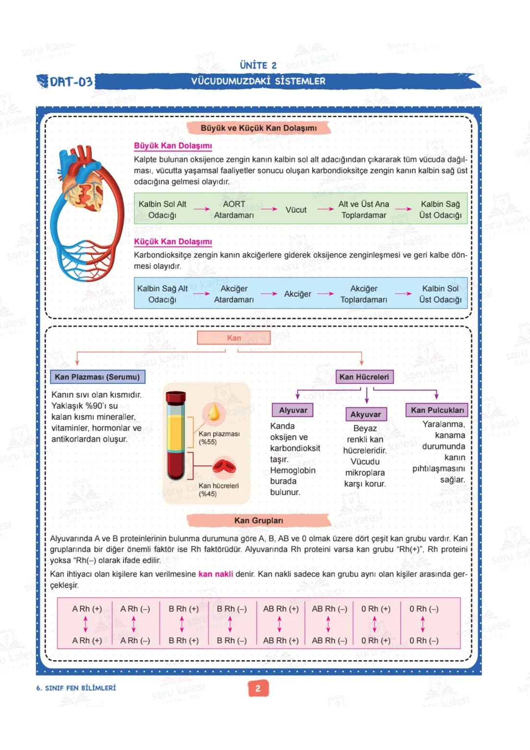 # 6
SINIF
# FEN BİLİMLERİ
## ÜNİTE 2: VÜCUDUMUZDAKİ SİSTEMLER
# KAZANIMLAR:
- F.6.2.1.1. Destek ve hareket sistemine ait yapıları örneklerl