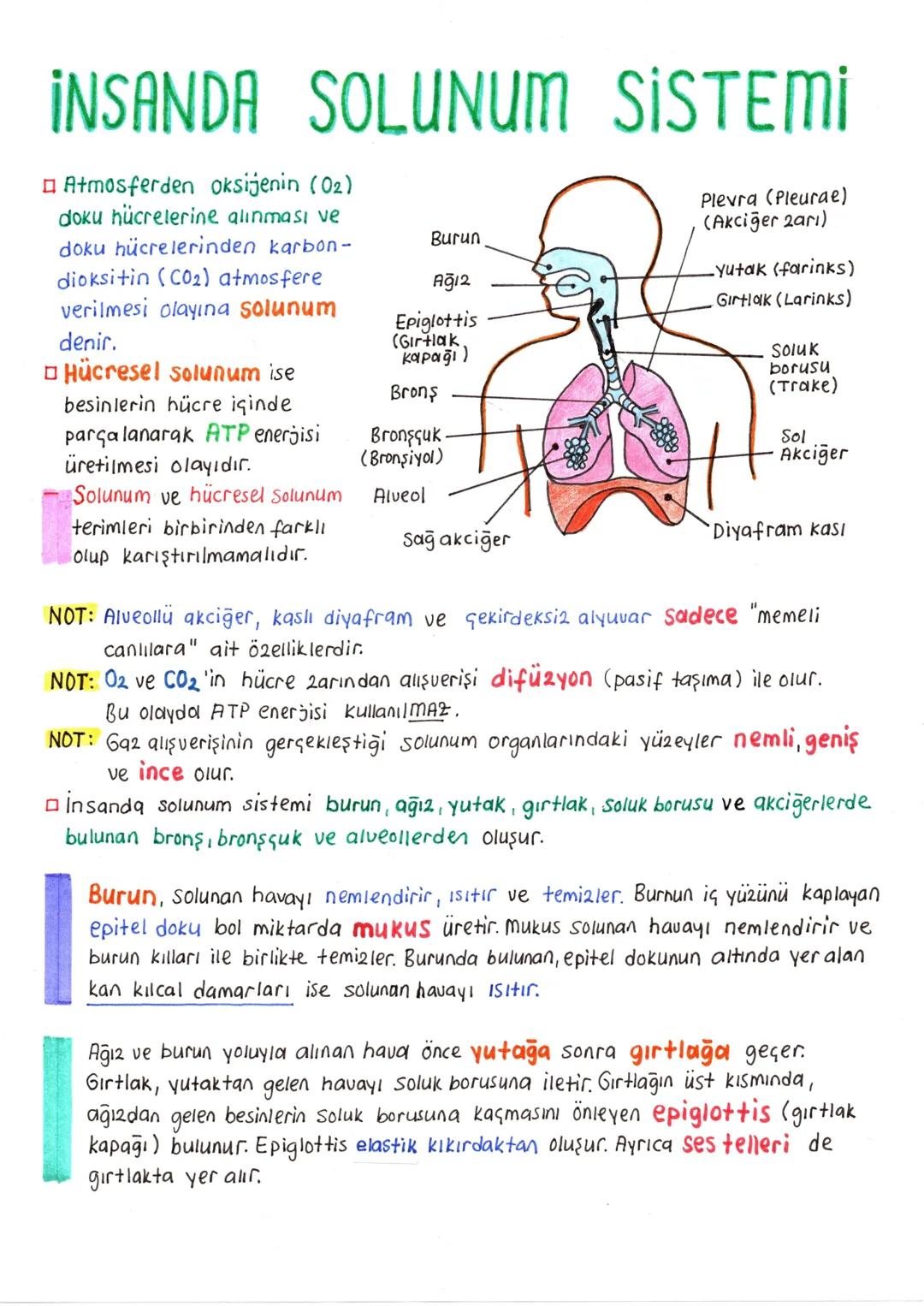 11. Sınıf AYT Biyoloji Solunum Sistemi