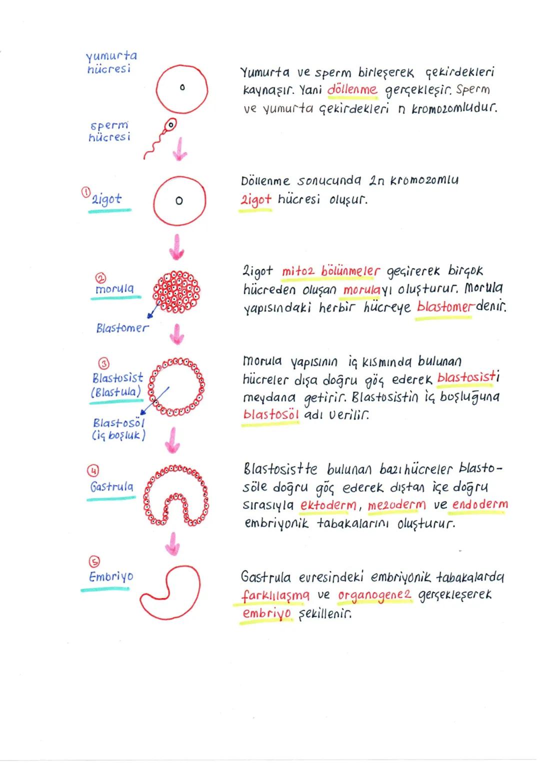 # ÜREME SİSTEMİ VE EMBRİYONİK GELİŞİM
+ İnsanda üreme sisteminin kontrolü, sinirler ve hipotalamus ile hipofiz2den salgılanan hormonlar ile