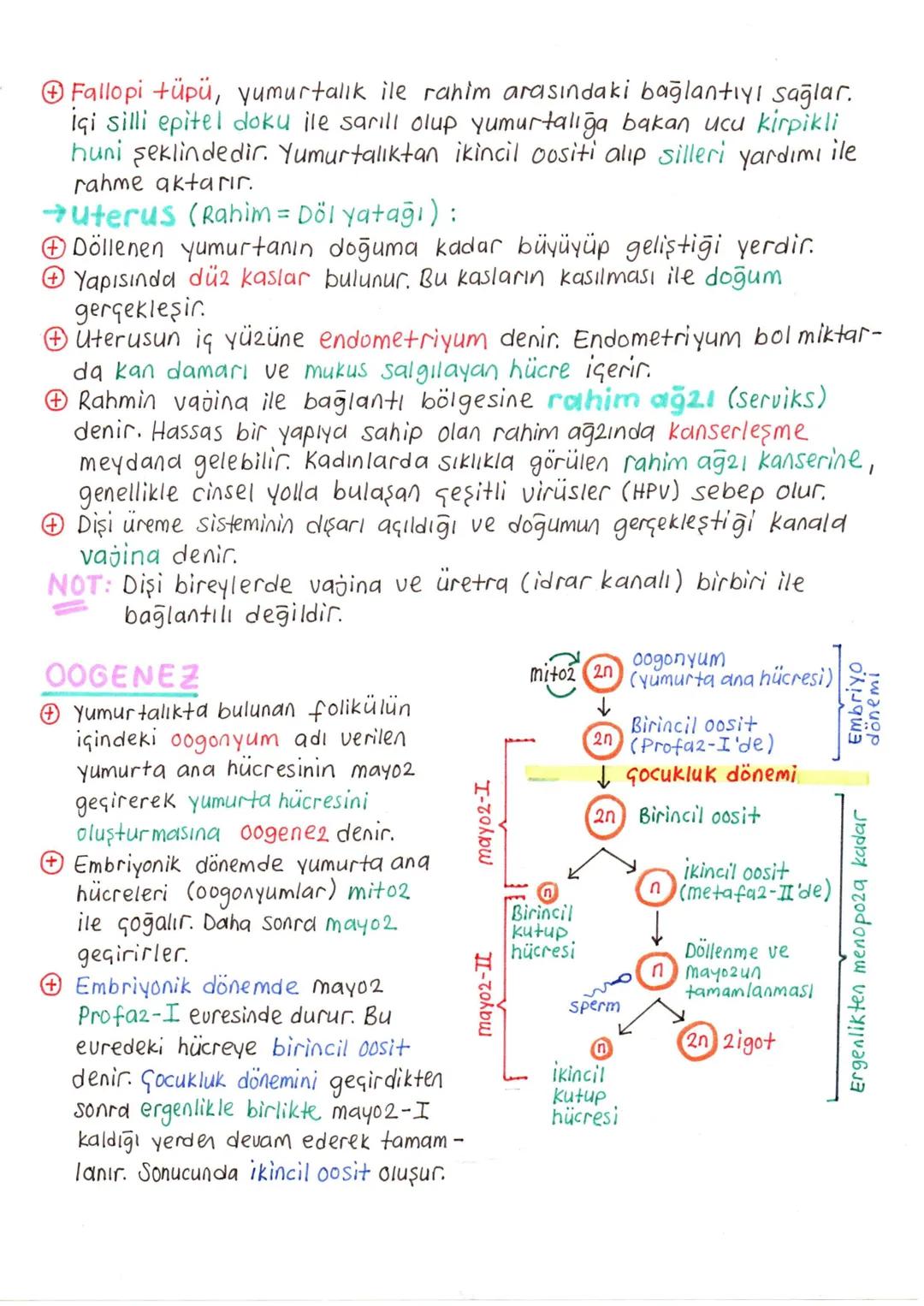 # ÜREME SİSTEMİ VE EMBRİYONİK GELİŞİM
+ İnsanda üreme sisteminin kontrolü, sinirler ve hipotalamus ile hipofiz2den salgılanan hormonlar ile