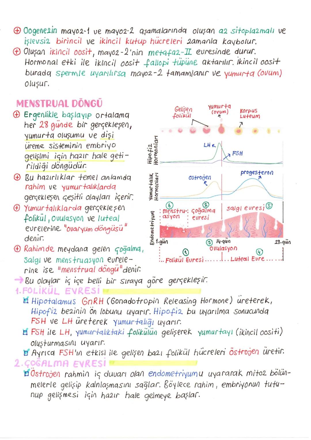 # ÜREME SİSTEMİ VE EMBRİYONİK GELİŞİM
+ İnsanda üreme sisteminin kontrolü, sinirler ve hipotalamus ile hipofiz2den salgılanan hormonlar ile