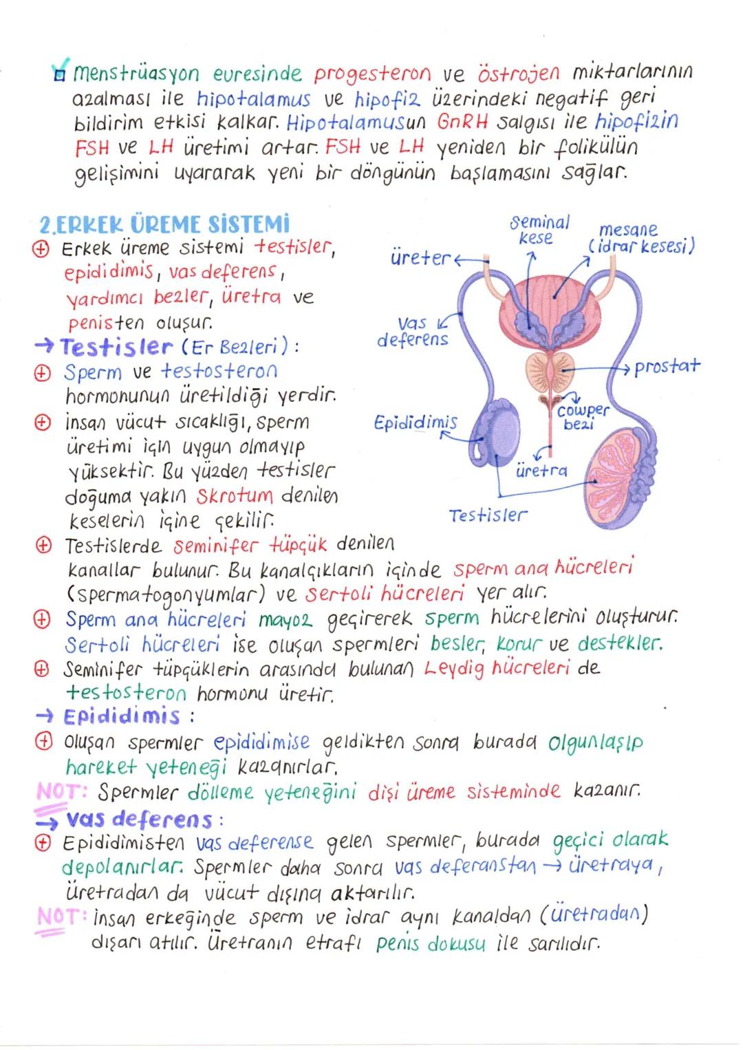 # ÜREME SİSTEMİ VE EMBRİYONİK GELİŞİM
+ İnsanda üreme sisteminin kontrolü, sinirler ve hipotalamus ile hipofiz2den salgılanan hormonlar ile