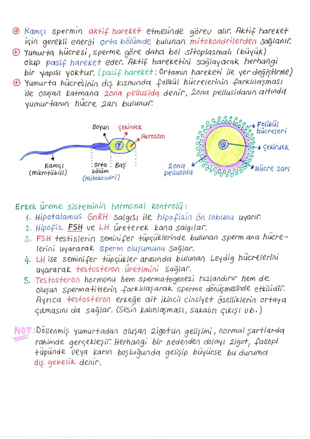 # ÜREME SİSTEMİ VE EMBRİYONİK GELİŞİM
+ İnsanda üreme sisteminin kontrolü, sinirler ve hipotalamus ile hipofiz2den salgılanan hormonlar ile