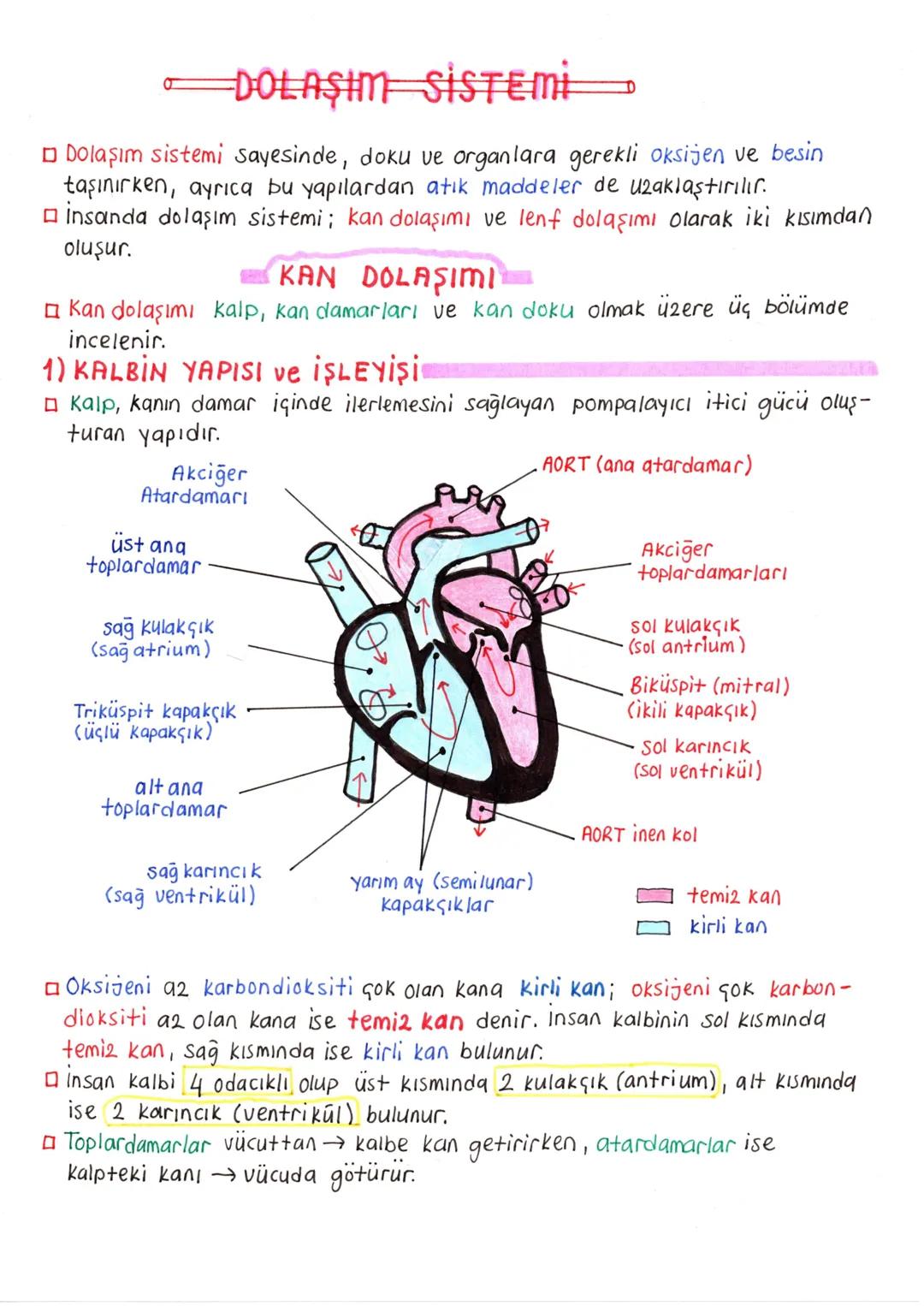 11. sınıf biyoloji dolaşım sistemi ders notları