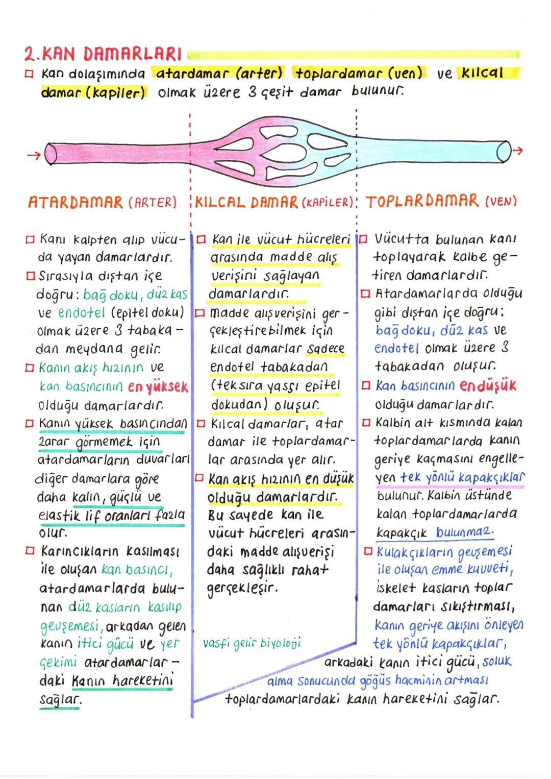 # DOLASIM SISTEMI
- Dolaşım sistemi sayesinde, doku ve organlara gerekli oksijen ve besin taşınırken, ayrıca bu yapılardan atık maddeler de