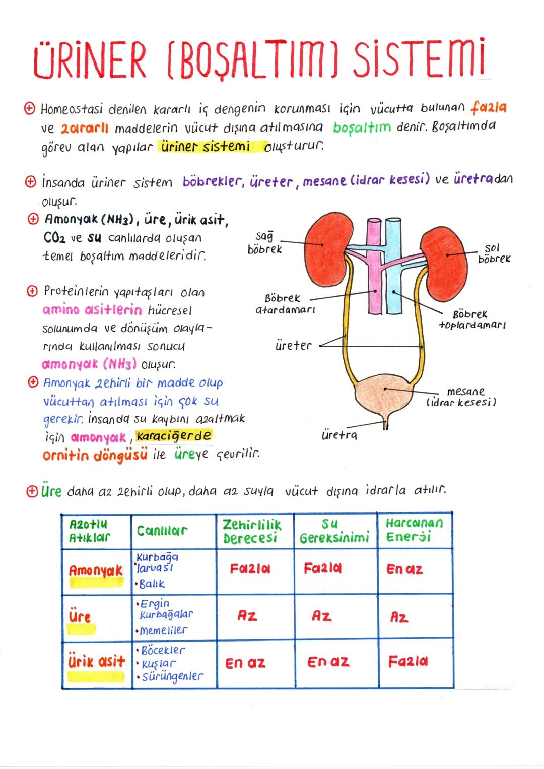 # ÜRİNER (BOŞALTIM) SİSTEMİ
+ Homeostasi denilen kararlı iç dengenin korunması için vücutta bulunan fazla ve **2arlı** maddelerin vücut dış