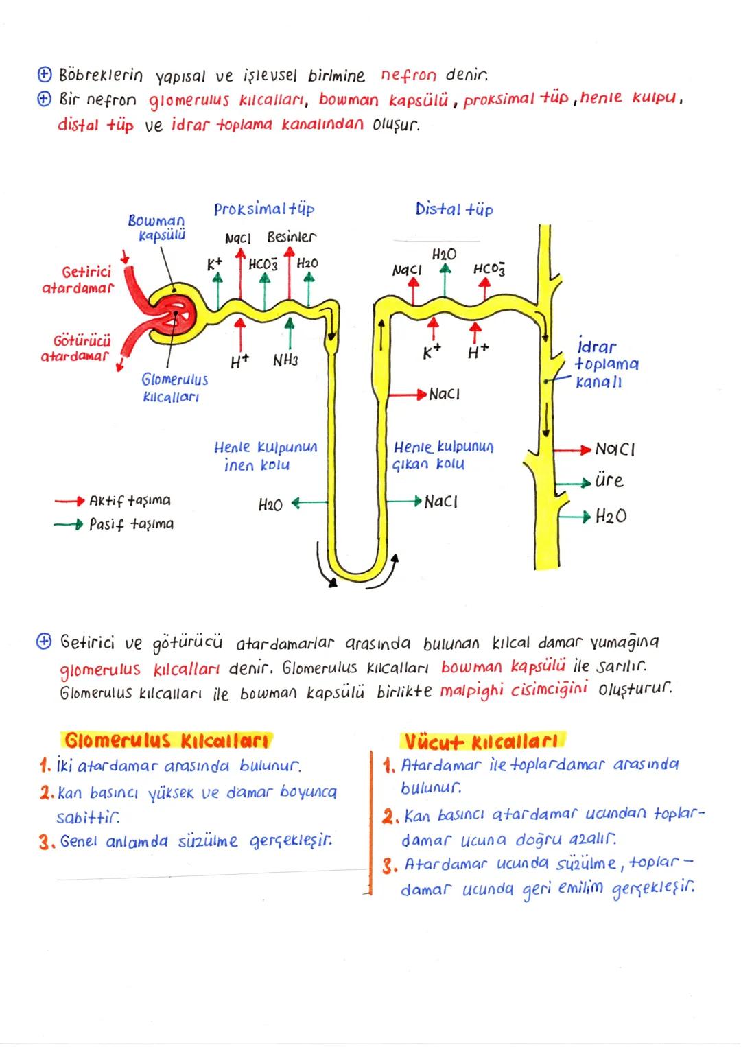 # ÜRİNER (BOŞALTIM) SİSTEMİ
+ Homeostasi denilen kararlı iç dengenin korunması için vücutta bulunan fazla ve **2arlı** maddelerin vücut dış