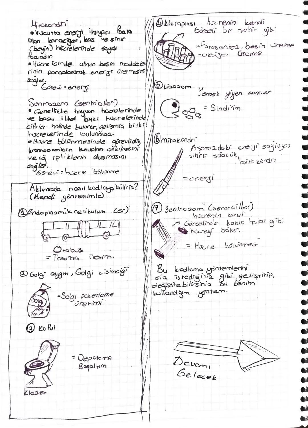 7. sınıf fen bilimleri hücre konusu ders notları bölüm 1