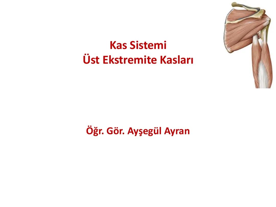 Üst Kemik Anatomisi