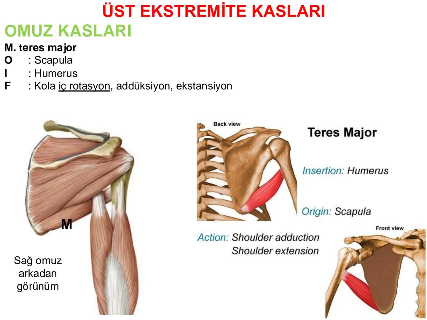 # Kas Sistemi
# Üst Ekstremite Kasları
# Öğr. Gör. Ayşegül Ayran --- OCR Start ---
İÇERİK
☐
Üst ekstremite kaslarının:
İsimleri
Konumları
K
