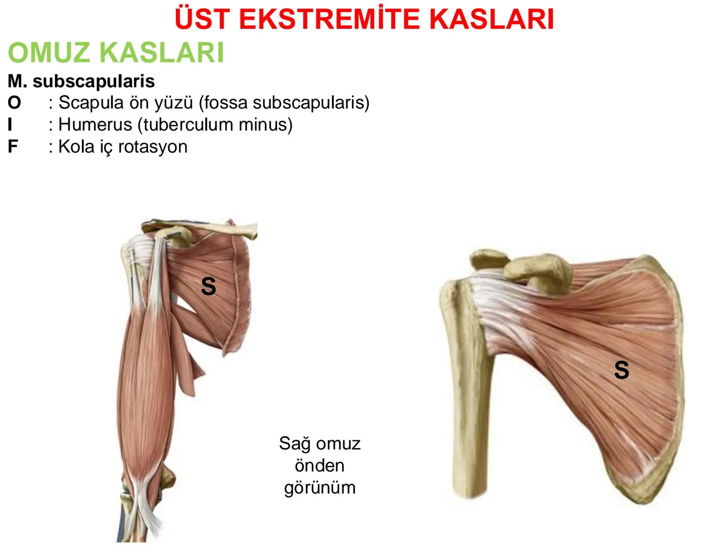 # Kas Sistemi
# Üst Ekstremite Kasları
# Öğr. Gör. Ayşegül Ayran --- OCR Start ---
İÇERİK
☐
Üst ekstremite kaslarının:
İsimleri
Konumları
K
