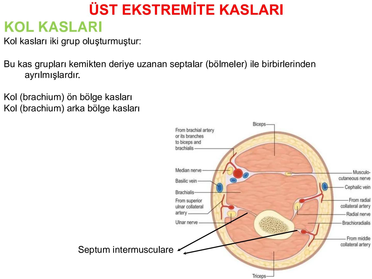 # Kas Sistemi
# Üst Ekstremite Kasları
# Öğr. Gör. Ayşegül Ayran --- OCR Start ---
İÇERİK
☐
Üst ekstremite kaslarının:
İsimleri
Konumları
K