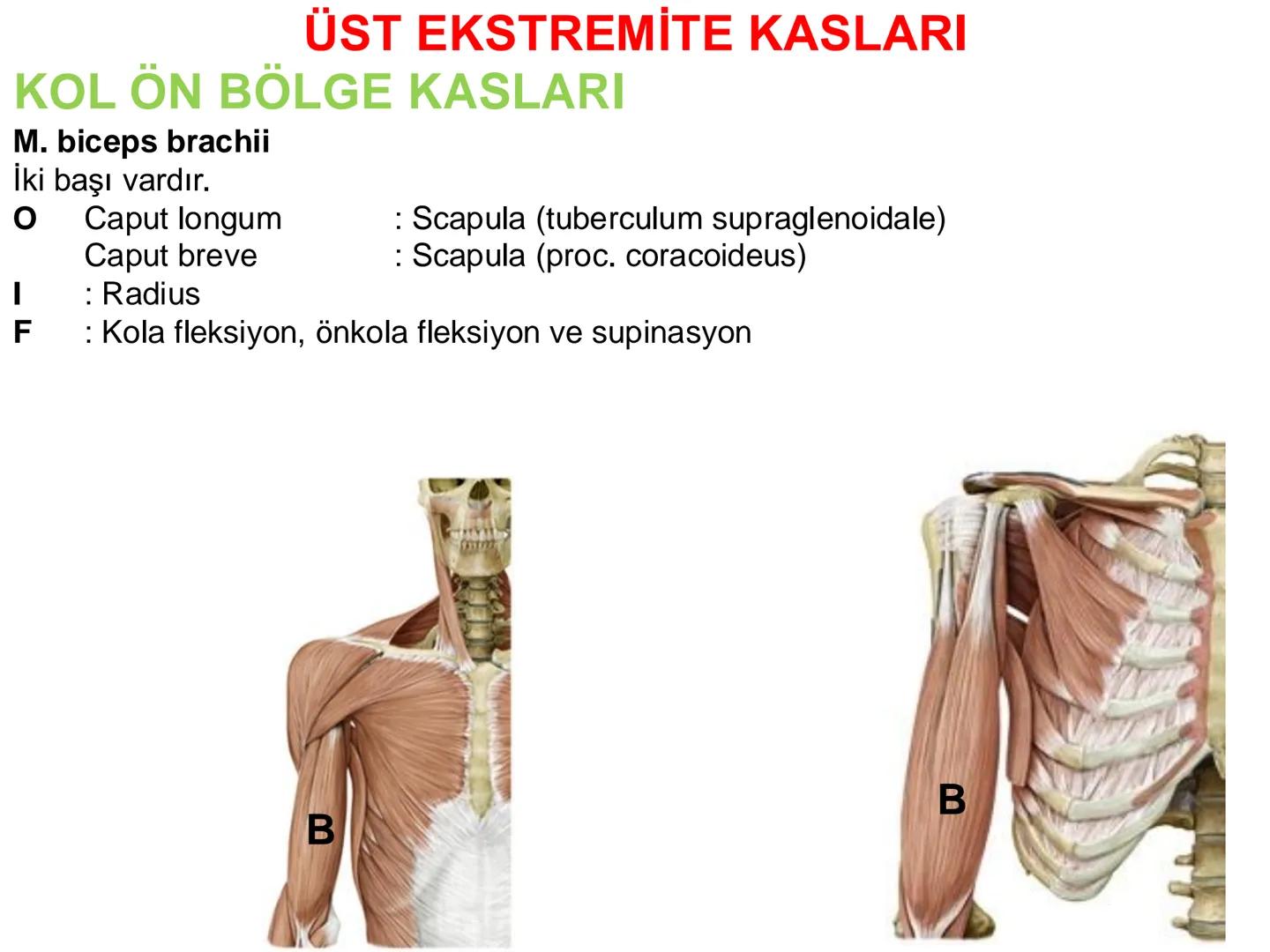 # Kas Sistemi
# Üst Ekstremite Kasları
# Öğr. Gör. Ayşegül Ayran --- OCR Start ---
İÇERİK
☐
Üst ekstremite kaslarının:
İsimleri
Konumları
K