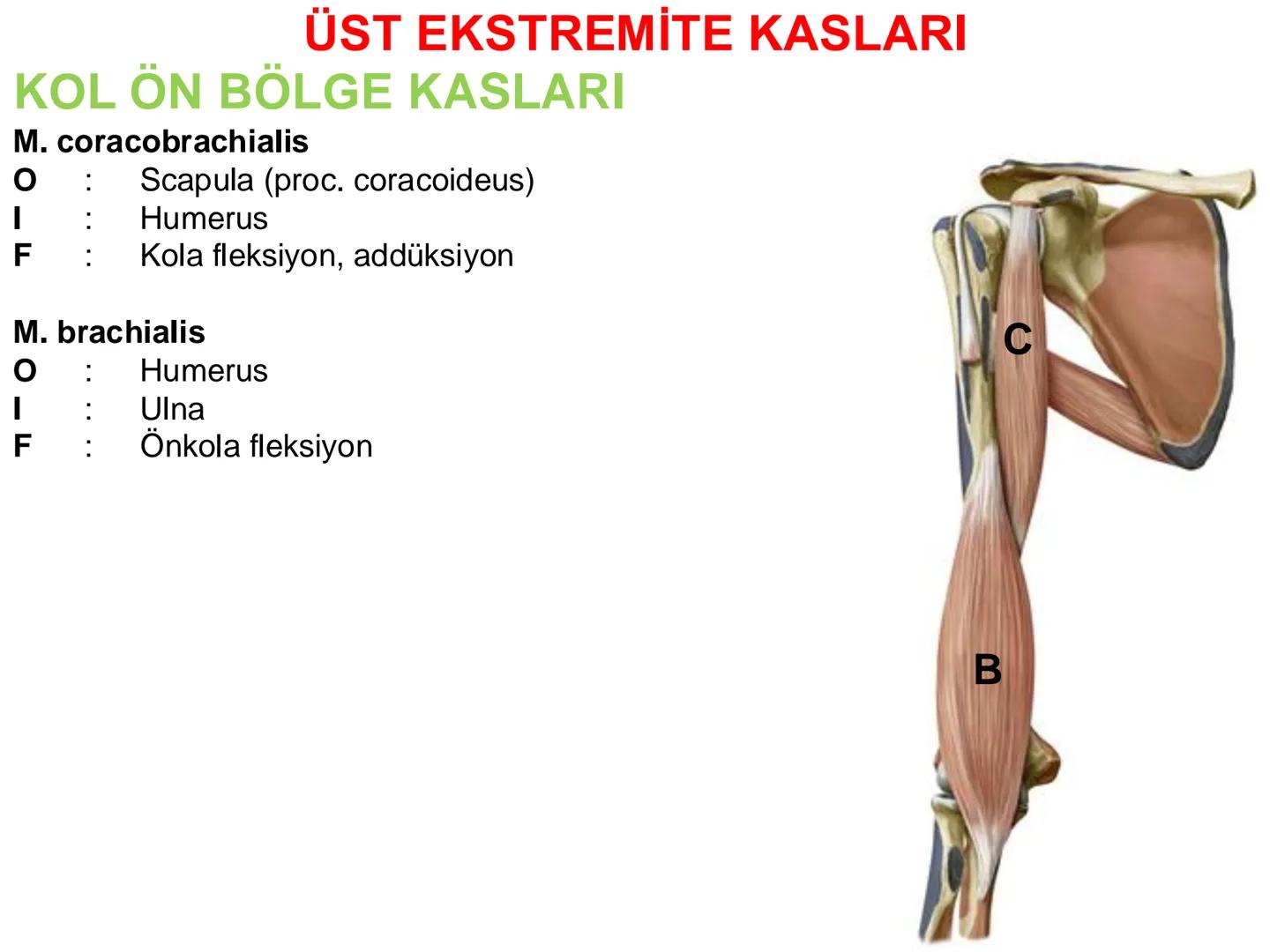 # Kas Sistemi
# Üst Ekstremite Kasları
# Öğr. Gör. Ayşegül Ayran --- OCR Start ---
İÇERİK
☐
Üst ekstremite kaslarının:
İsimleri
Konumları
K