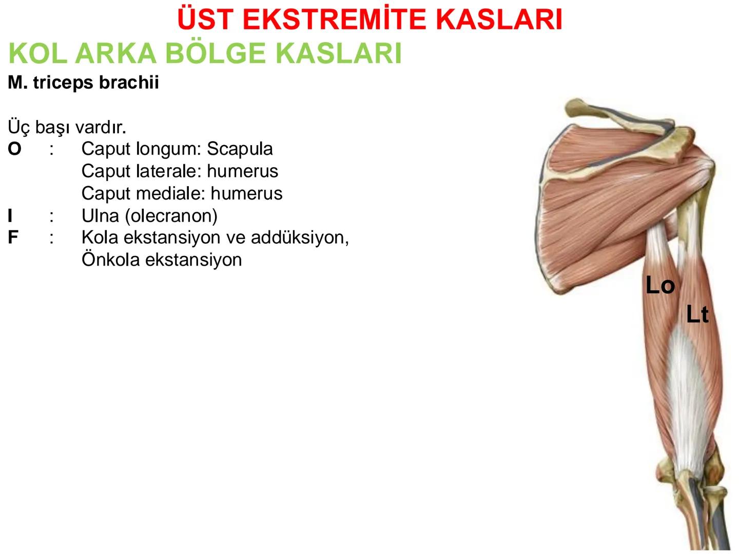 # Kas Sistemi
# Üst Ekstremite Kasları
# Öğr. Gör. Ayşegül Ayran --- OCR Start ---
İÇERİK
☐
Üst ekstremite kaslarının:
İsimleri
Konumları
K