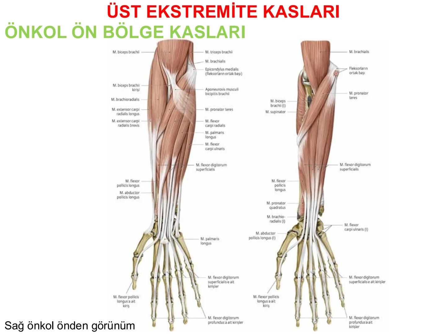 # Kas Sistemi
# Üst Ekstremite Kasları
# Öğr. Gör. Ayşegül Ayran --- OCR Start ---
İÇERİK
☐
Üst ekstremite kaslarının:
İsimleri
Konumları
K