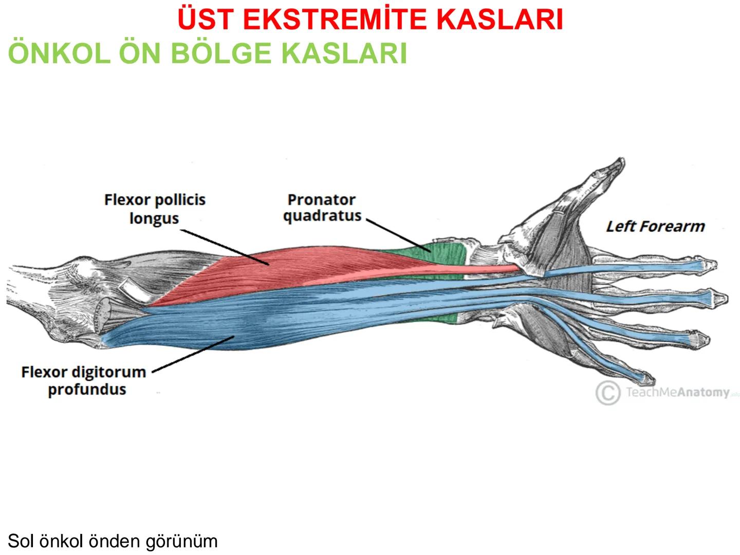 # Kas Sistemi
# Üst Ekstremite Kasları
# Öğr. Gör. Ayşegül Ayran --- OCR Start ---
İÇERİK
☐
Üst ekstremite kaslarının:
İsimleri
Konumları
K