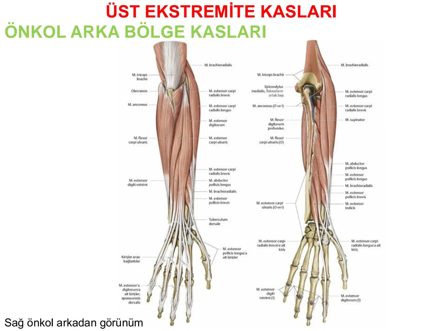 # Kas Sistemi
# Üst Ekstremite Kasları
# Öğr. Gör. Ayşegül Ayran --- OCR Start ---
İÇERİK
☐
Üst ekstremite kaslarının:
İsimleri
Konumları
K