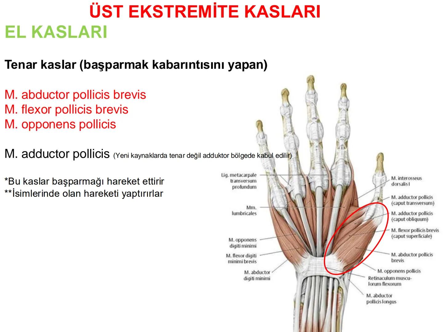 # Kas Sistemi
# Üst Ekstremite Kasları
# Öğr. Gör. Ayşegül Ayran --- OCR Start ---
İÇERİK
☐
Üst ekstremite kaslarının:
İsimleri
Konumları
K