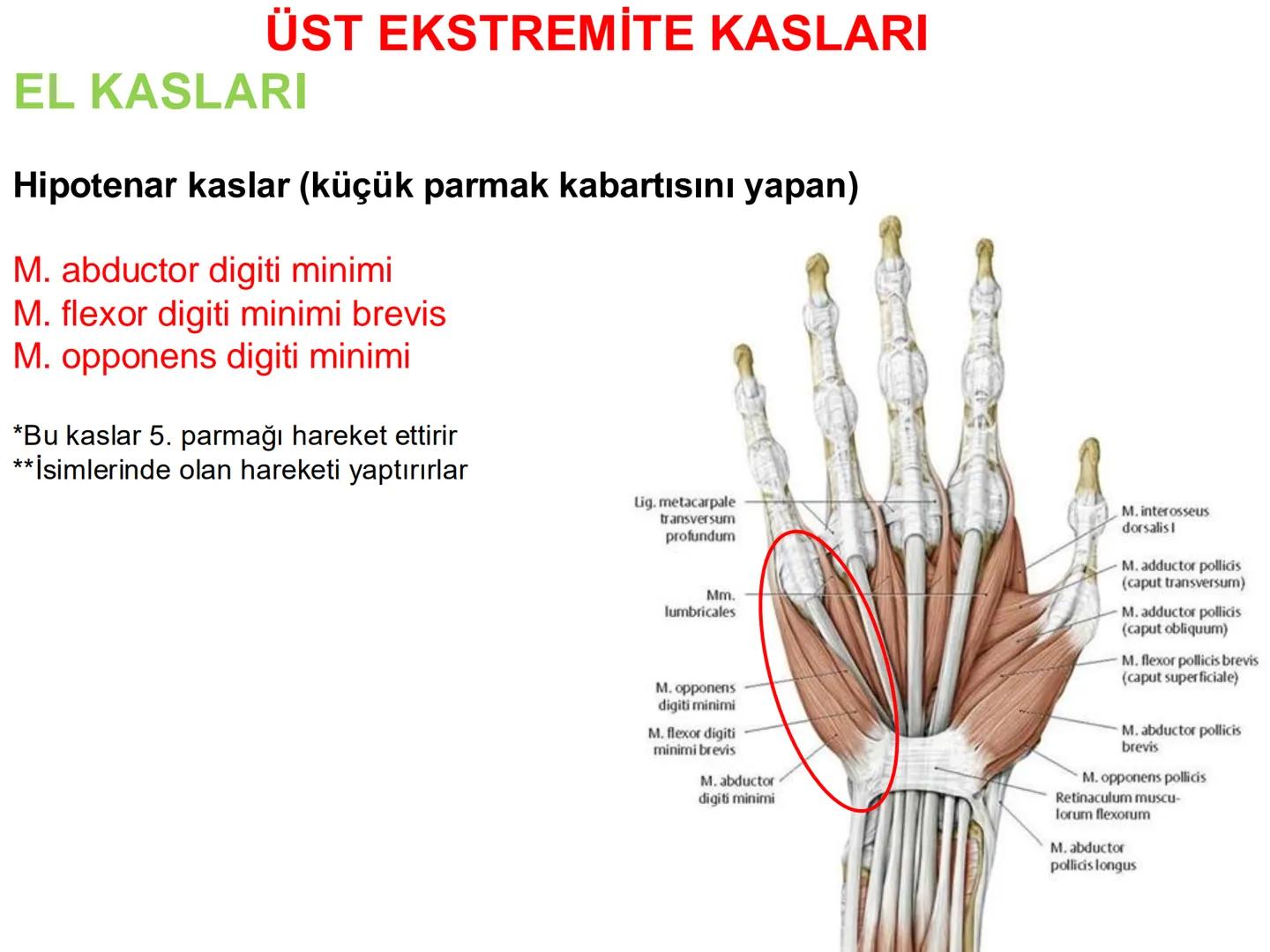 # Kas Sistemi
# Üst Ekstremite Kasları
# Öğr. Gör. Ayşegül Ayran --- OCR Start ---
İÇERİK
☐
Üst ekstremite kaslarının:
İsimleri
Konumları
K