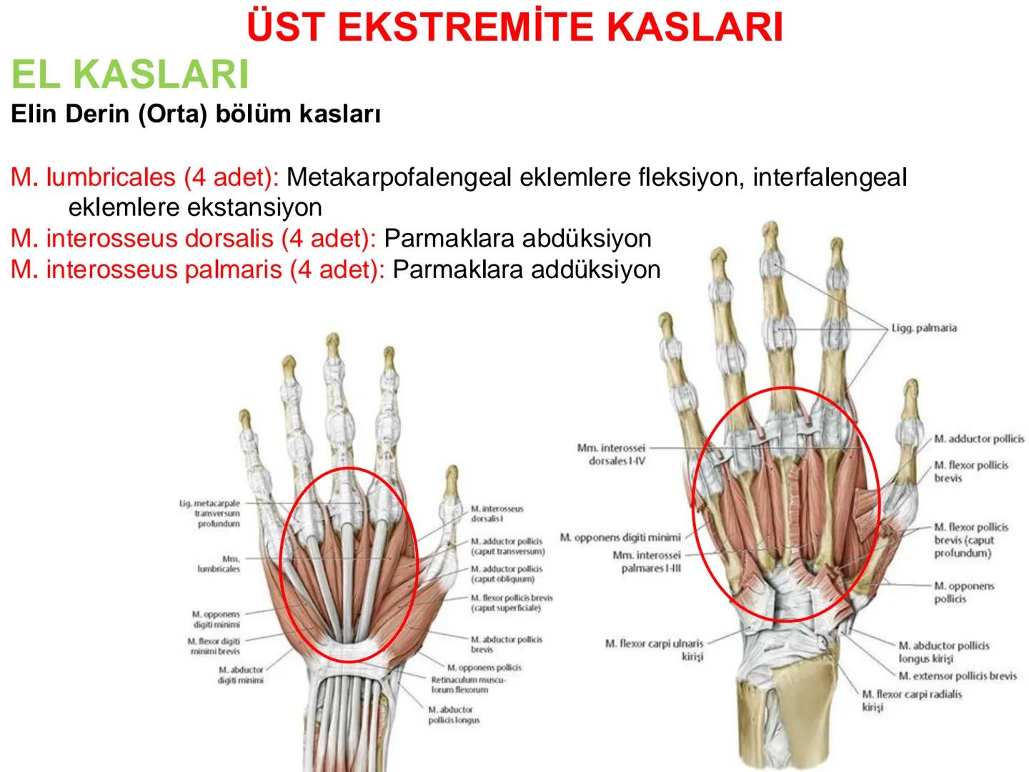# Kas Sistemi
# Üst Ekstremite Kasları
# Öğr. Gör. Ayşegül Ayran --- OCR Start ---
İÇERİK
☐
Üst ekstremite kaslarının:
İsimleri
Konumları
K