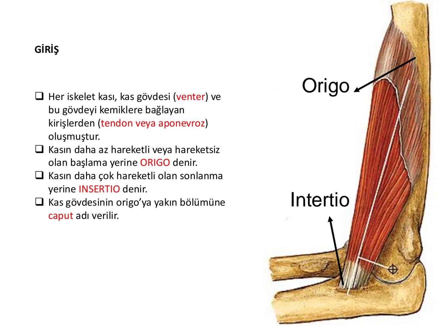 # Kas Sistemi
# Üst Ekstremite Kasları
# Öğr. Gör. Ayşegül Ayran --- OCR Start ---
İÇERİK
☐
Üst ekstremite kaslarının:
İsimleri
Konumları
K