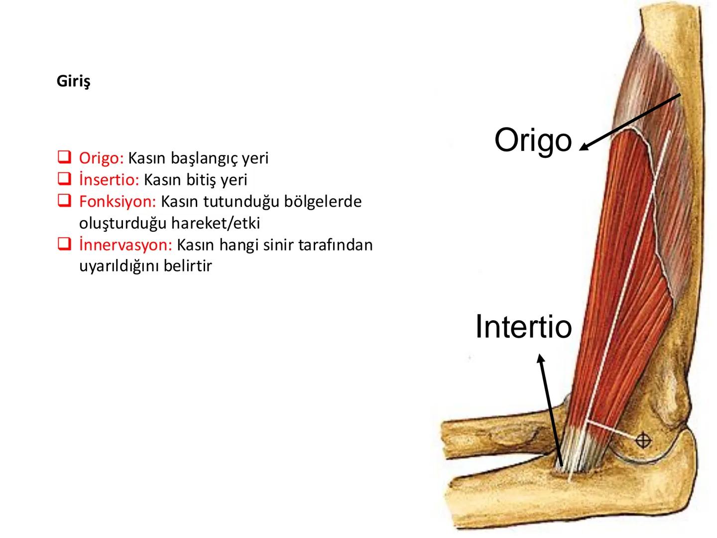 # Kas Sistemi
# Üst Ekstremite Kasları
# Öğr. Gör. Ayşegül Ayran --- OCR Start ---
İÇERİK
☐
Üst ekstremite kaslarının:
İsimleri
Konumları
K