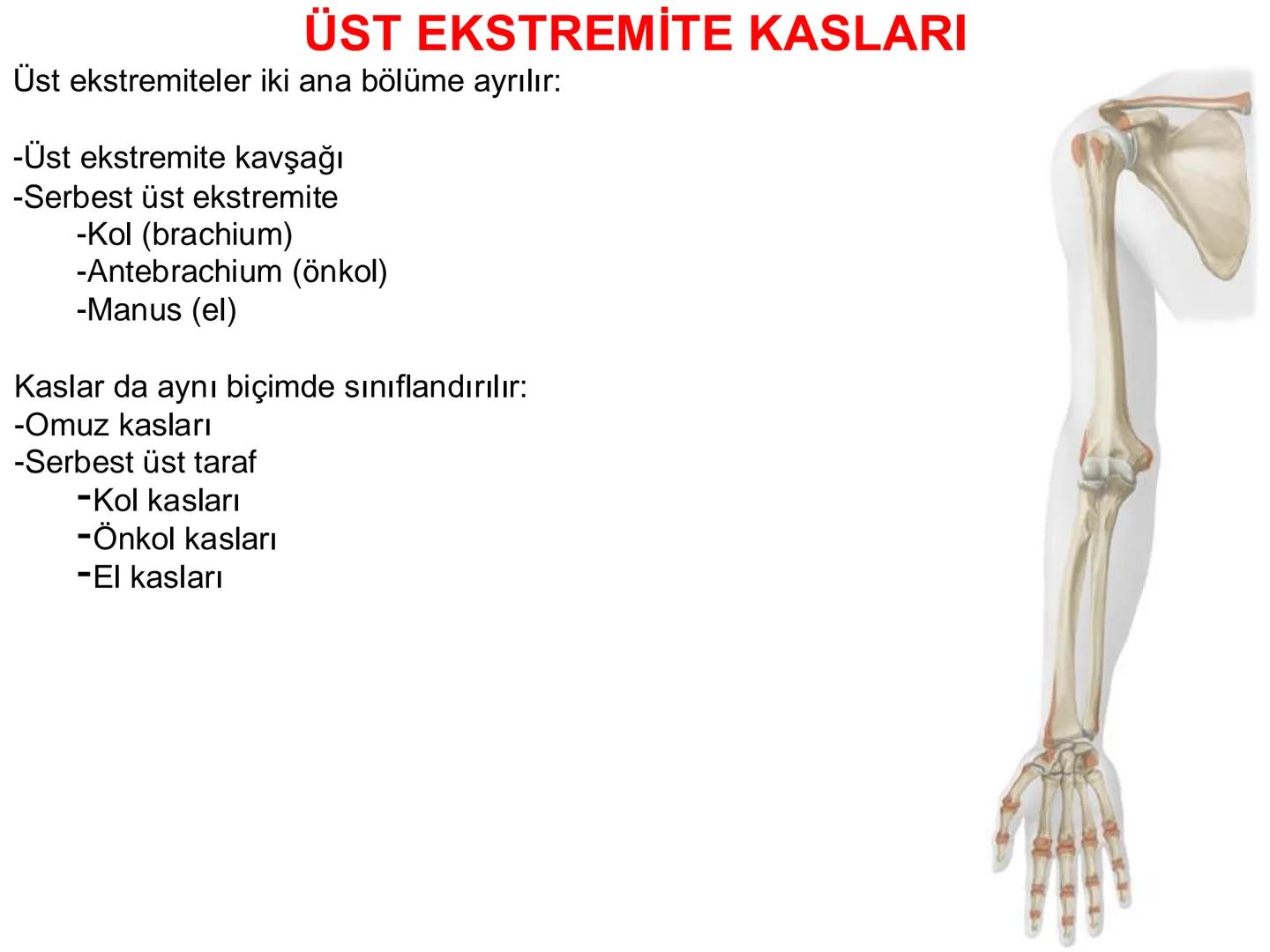 # Kas Sistemi
# Üst Ekstremite Kasları
# Öğr. Gör. Ayşegül Ayran --- OCR Start ---
İÇERİK
☐
Üst ekstremite kaslarının:
İsimleri
Konumları
K