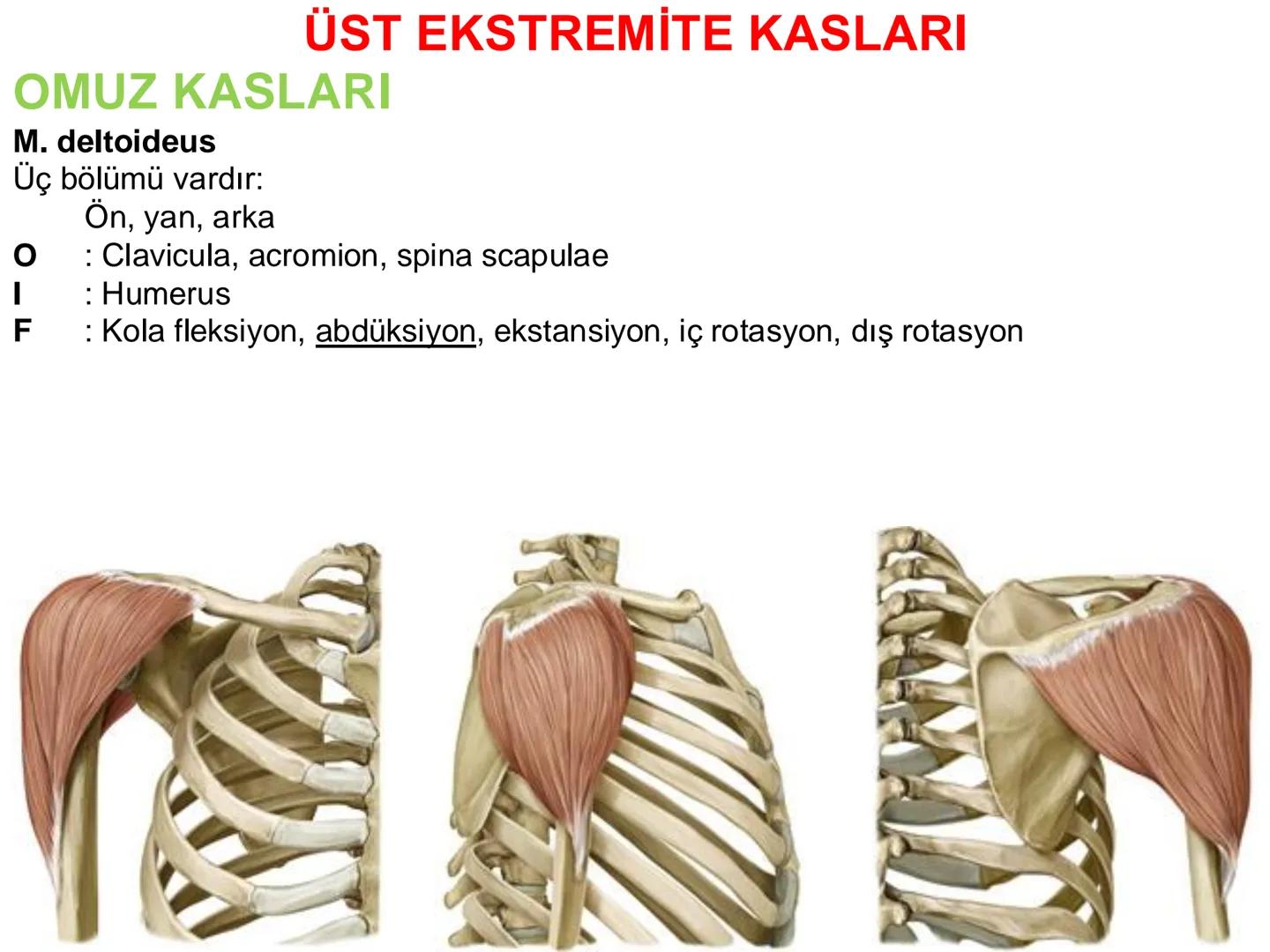 # Kas Sistemi
# Üst Ekstremite Kasları
# Öğr. Gör. Ayşegül Ayran --- OCR Start ---
İÇERİK
☐
Üst ekstremite kaslarının:
İsimleri
Konumları
K