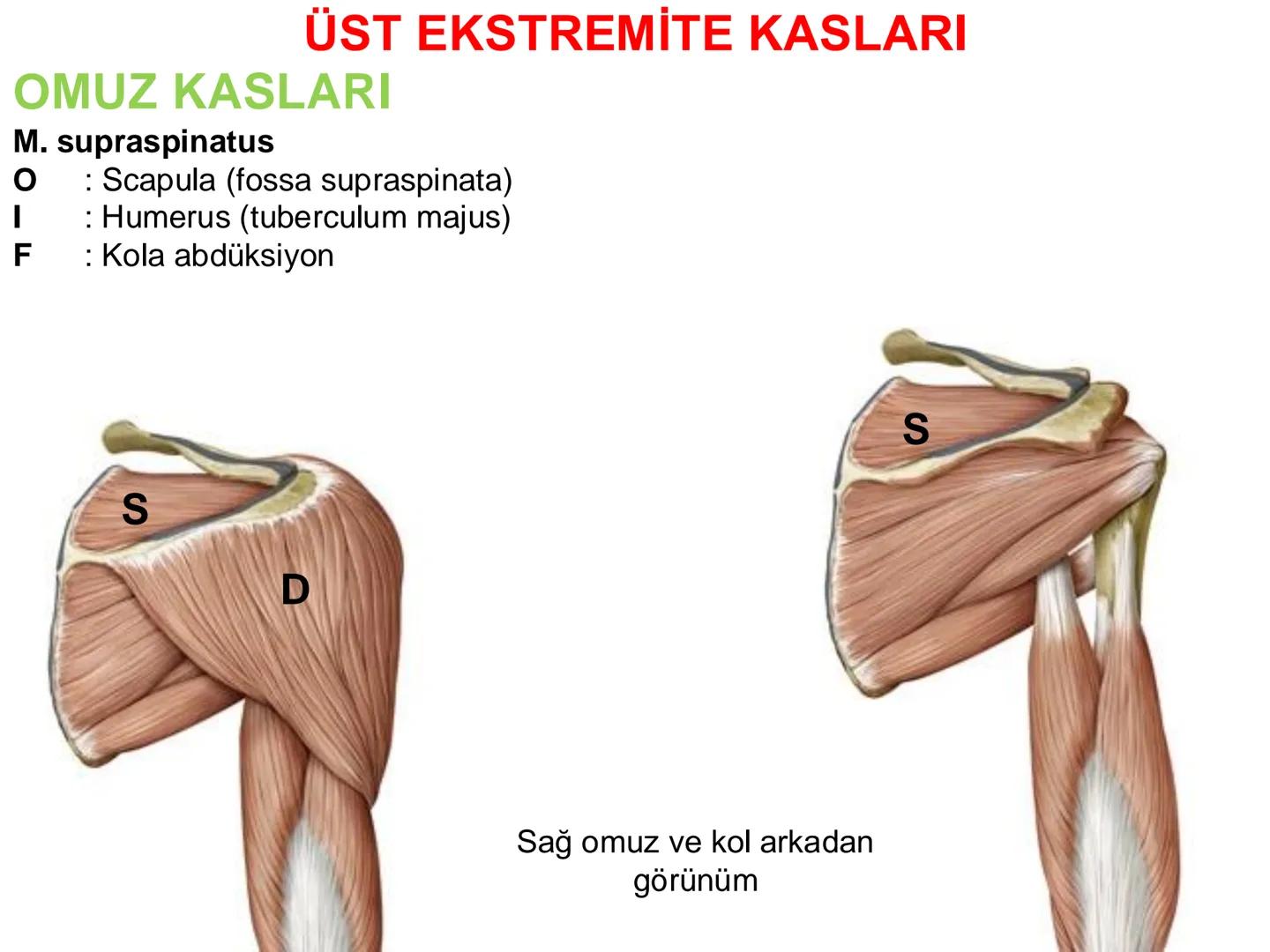 # Kas Sistemi
# Üst Ekstremite Kasları
# Öğr. Gör. Ayşegül Ayran --- OCR Start ---
İÇERİK
☐
Üst ekstremite kaslarının:
İsimleri
Konumları
K