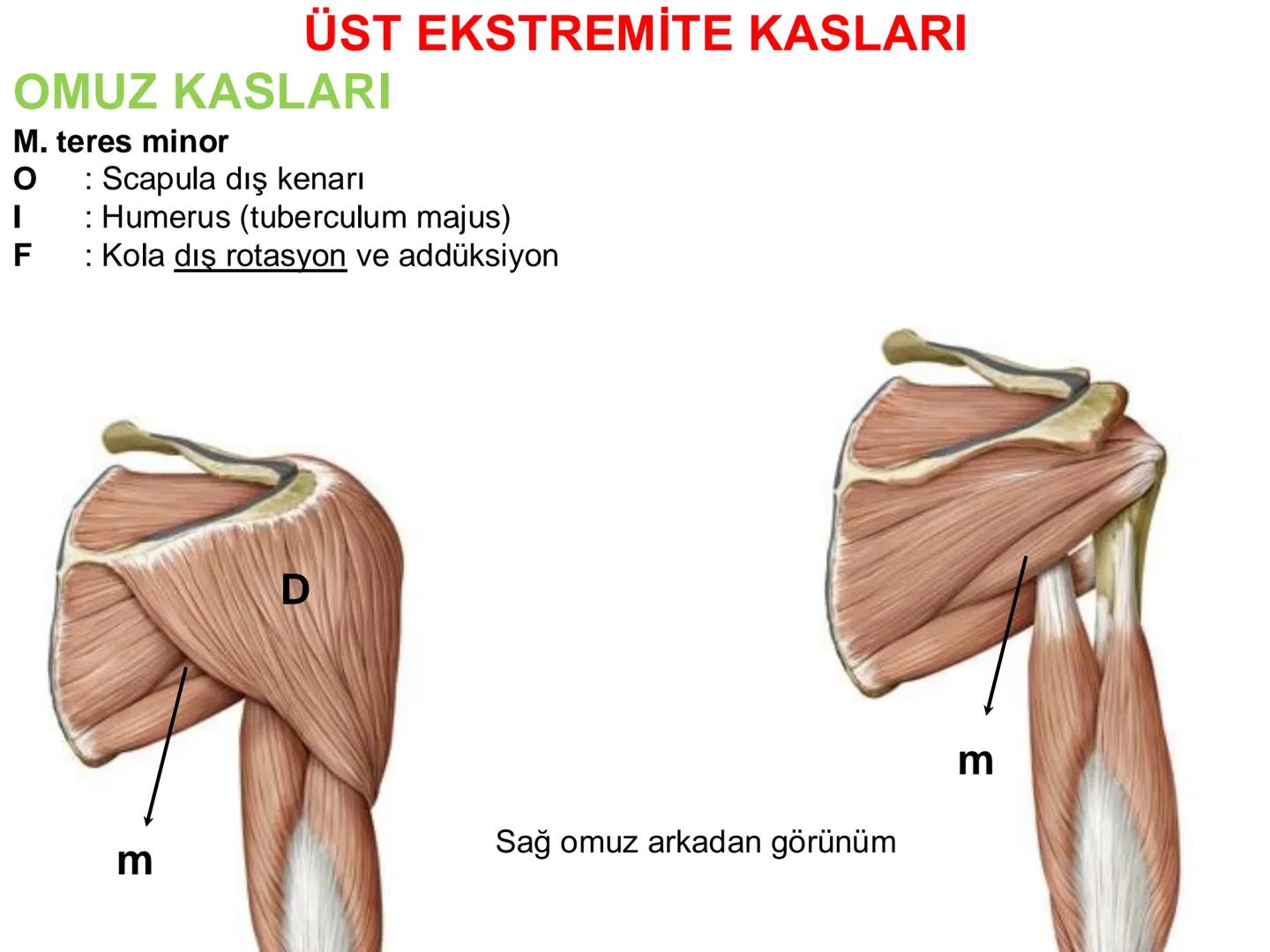 # Kas Sistemi
# Üst Ekstremite Kasları
# Öğr. Gör. Ayşegül Ayran --- OCR Start ---
İÇERİK
☐
Üst ekstremite kaslarının:
İsimleri
Konumları
K