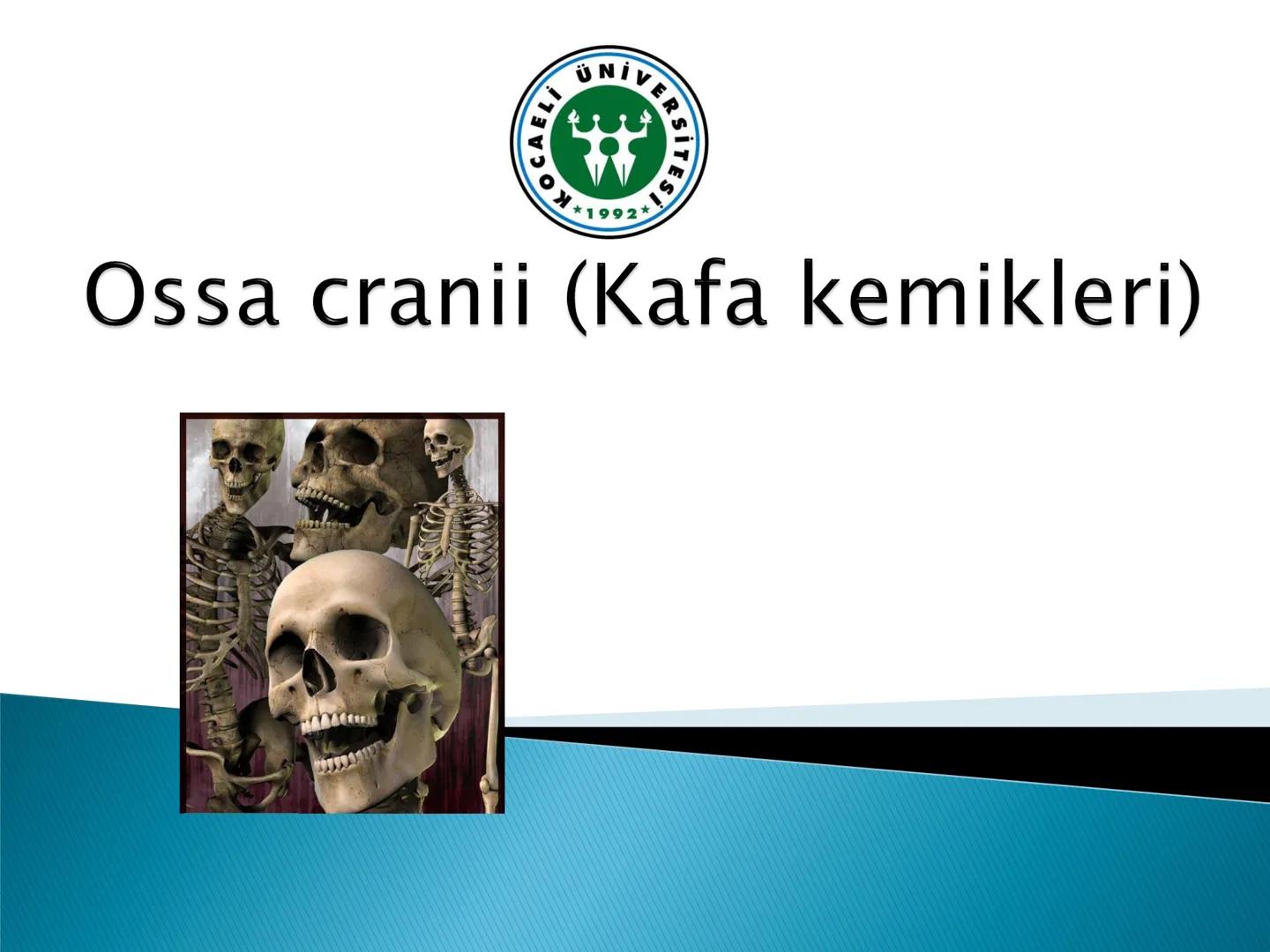 731
ÜNİVER
。
S
E
m
X*1992
Ossa cranii (Kafa kemikleri) # Ossa cranii (Kafa kemikleri)
- Neurocranium
Calvaria
Basis cranii
os frontale