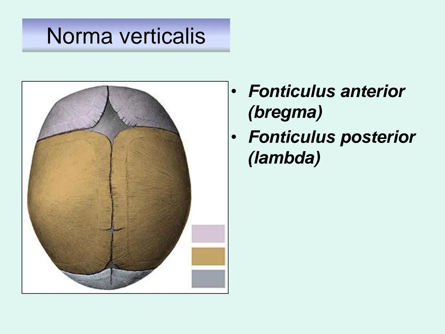 731
ÜNİVER
。
S
E
m
X*1992
Ossa cranii (Kafa kemikleri) # Ossa cranii (Kafa kemikleri)
- Neurocranium
Calvaria
Basis cranii
os frontale