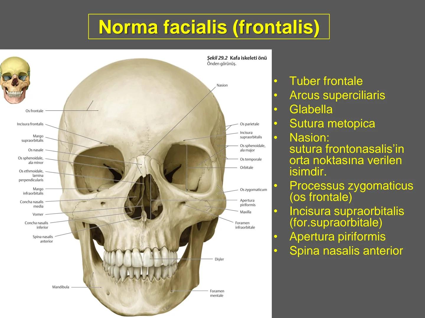 731
ÜNİVER
。
S
E
m
X*1992
Ossa cranii (Kafa kemikleri) # Ossa cranii (Kafa kemikleri)
- Neurocranium
Calvaria
Basis cranii
os frontale