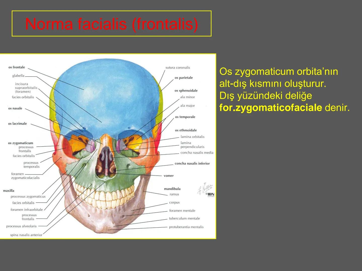 731
ÜNİVER
。
S
E
m
X*1992
Ossa cranii (Kafa kemikleri) # Ossa cranii (Kafa kemikleri)
- Neurocranium
Calvaria
Basis cranii
os frontale