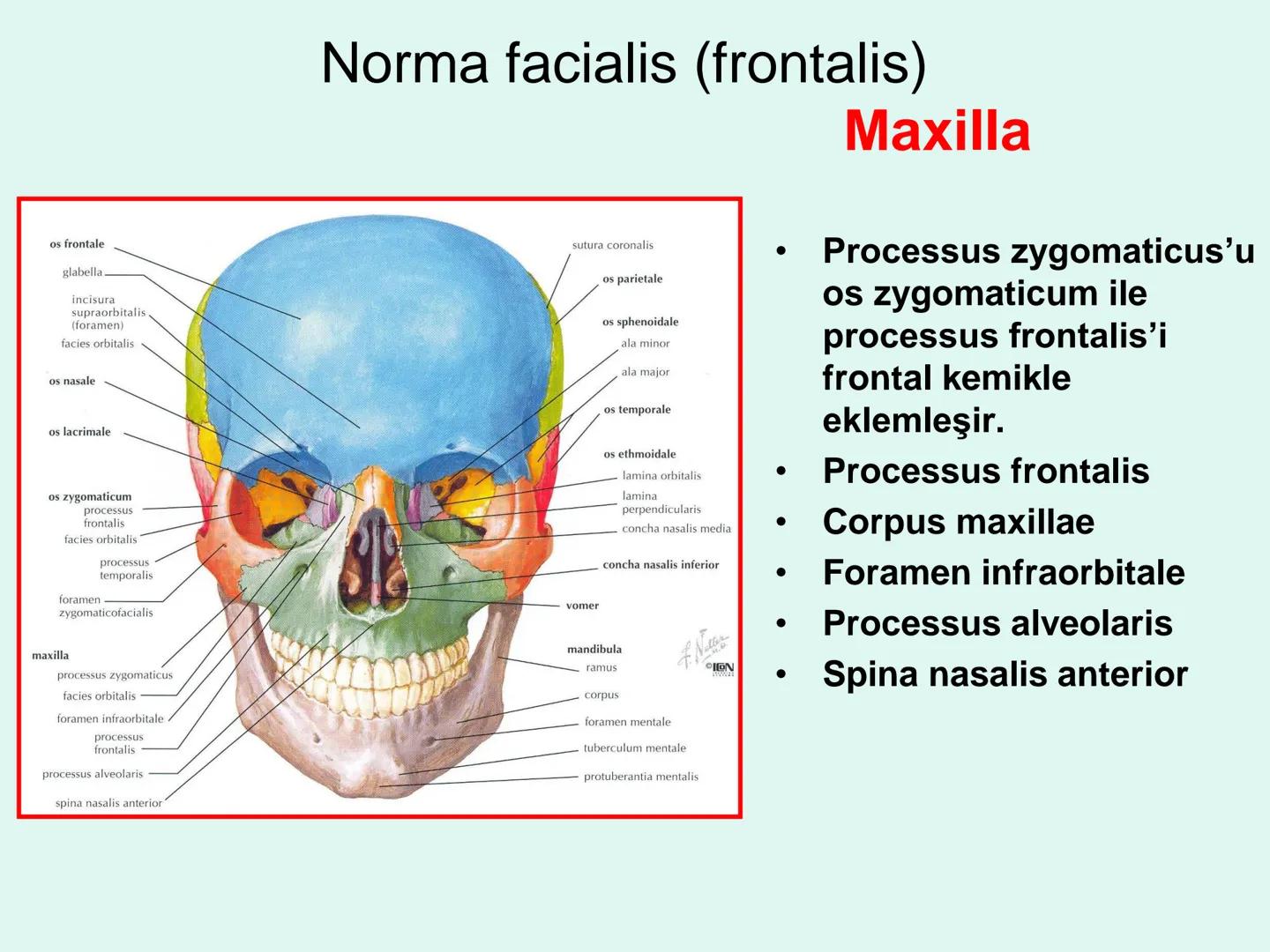 731
ÜNİVER
。
S
E
m
X*1992
Ossa cranii (Kafa kemikleri) # Ossa cranii (Kafa kemikleri)
- Neurocranium
Calvaria
Basis cranii
os frontale
