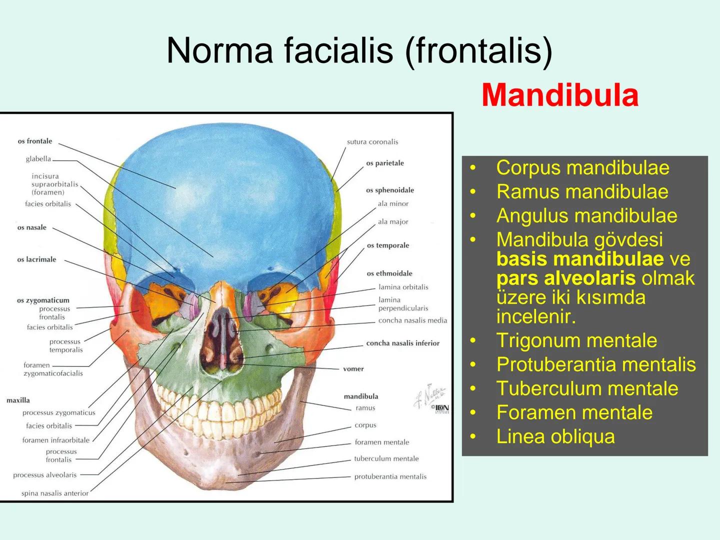 731
ÜNİVER
。
S
E
m
X*1992
Ossa cranii (Kafa kemikleri) # Ossa cranii (Kafa kemikleri)
- Neurocranium
Calvaria
Basis cranii
os frontale