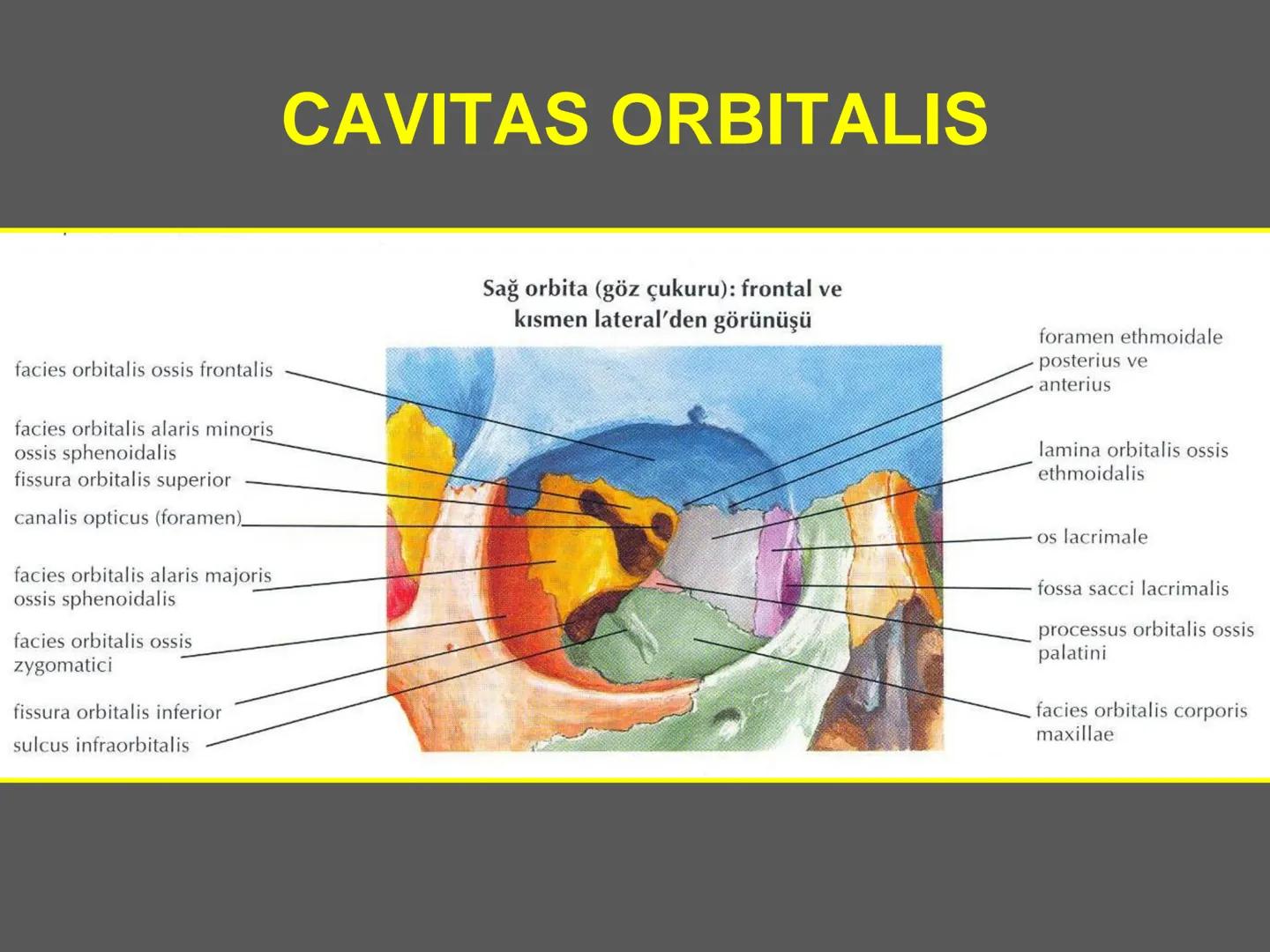 731
ÜNİVER
。
S
E
m
X*1992
Ossa cranii (Kafa kemikleri) # Ossa cranii (Kafa kemikleri)
- Neurocranium
Calvaria
Basis cranii
os frontale