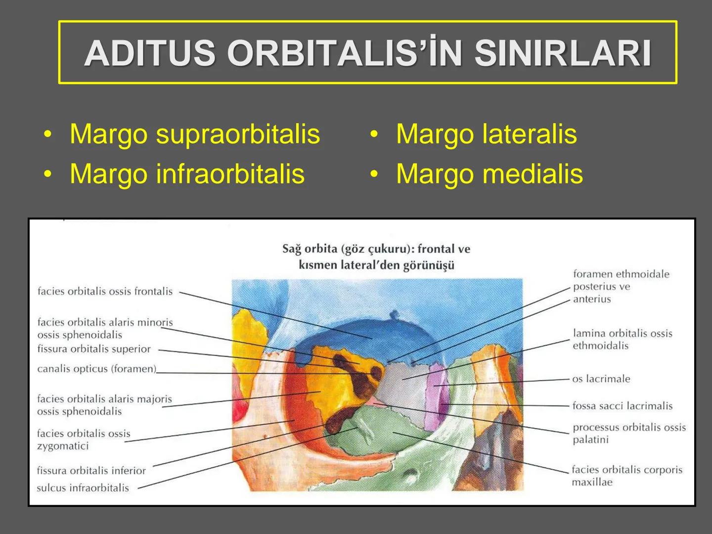 731
ÜNİVER
。
S
E
m
X*1992
Ossa cranii (Kafa kemikleri) # Ossa cranii (Kafa kemikleri)
- Neurocranium
Calvaria
Basis cranii
os frontale