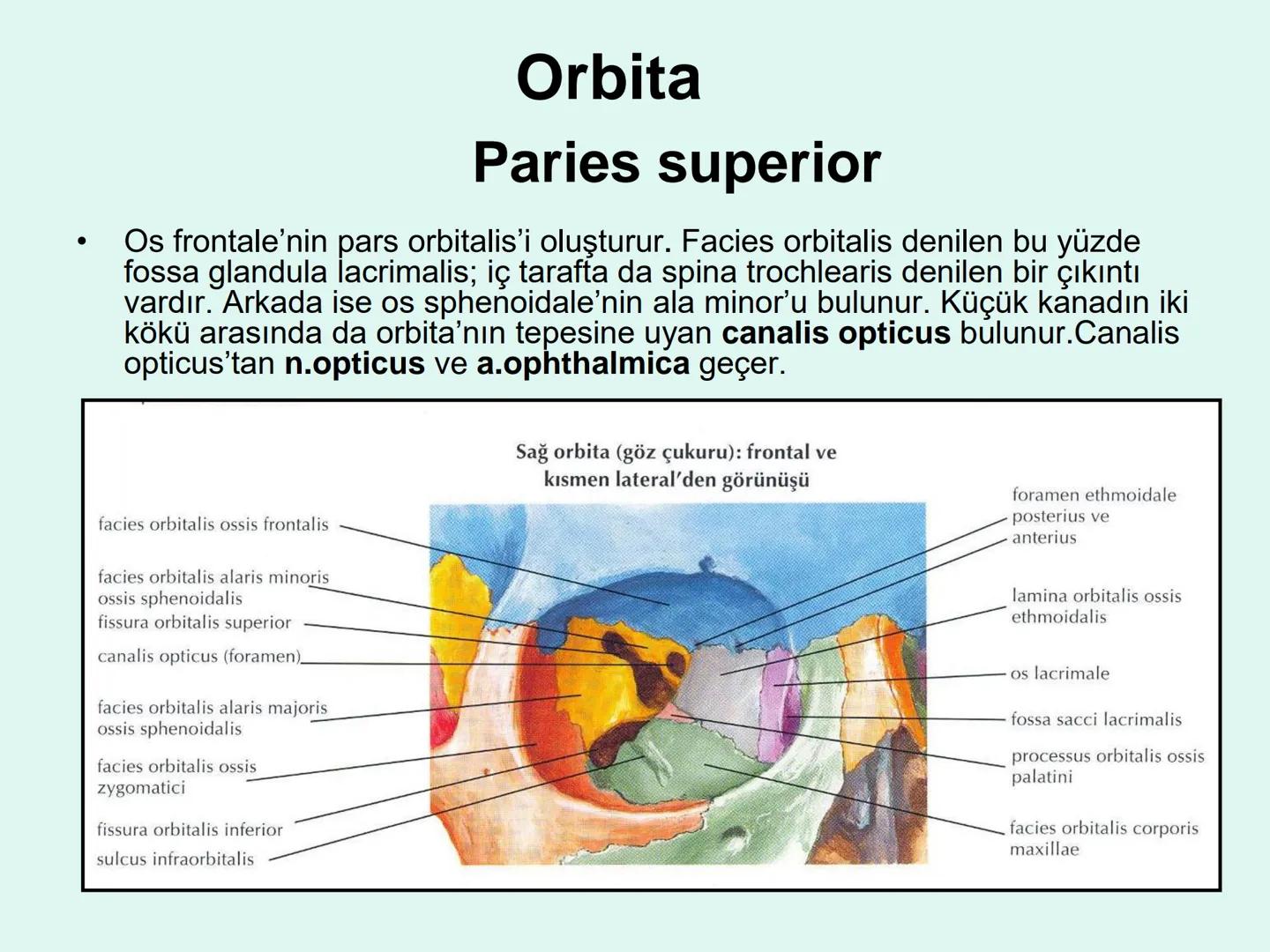 731
ÜNİVER
。
S
E
m
X*1992
Ossa cranii (Kafa kemikleri) # Ossa cranii (Kafa kemikleri)
- Neurocranium
Calvaria
Basis cranii
os frontale
