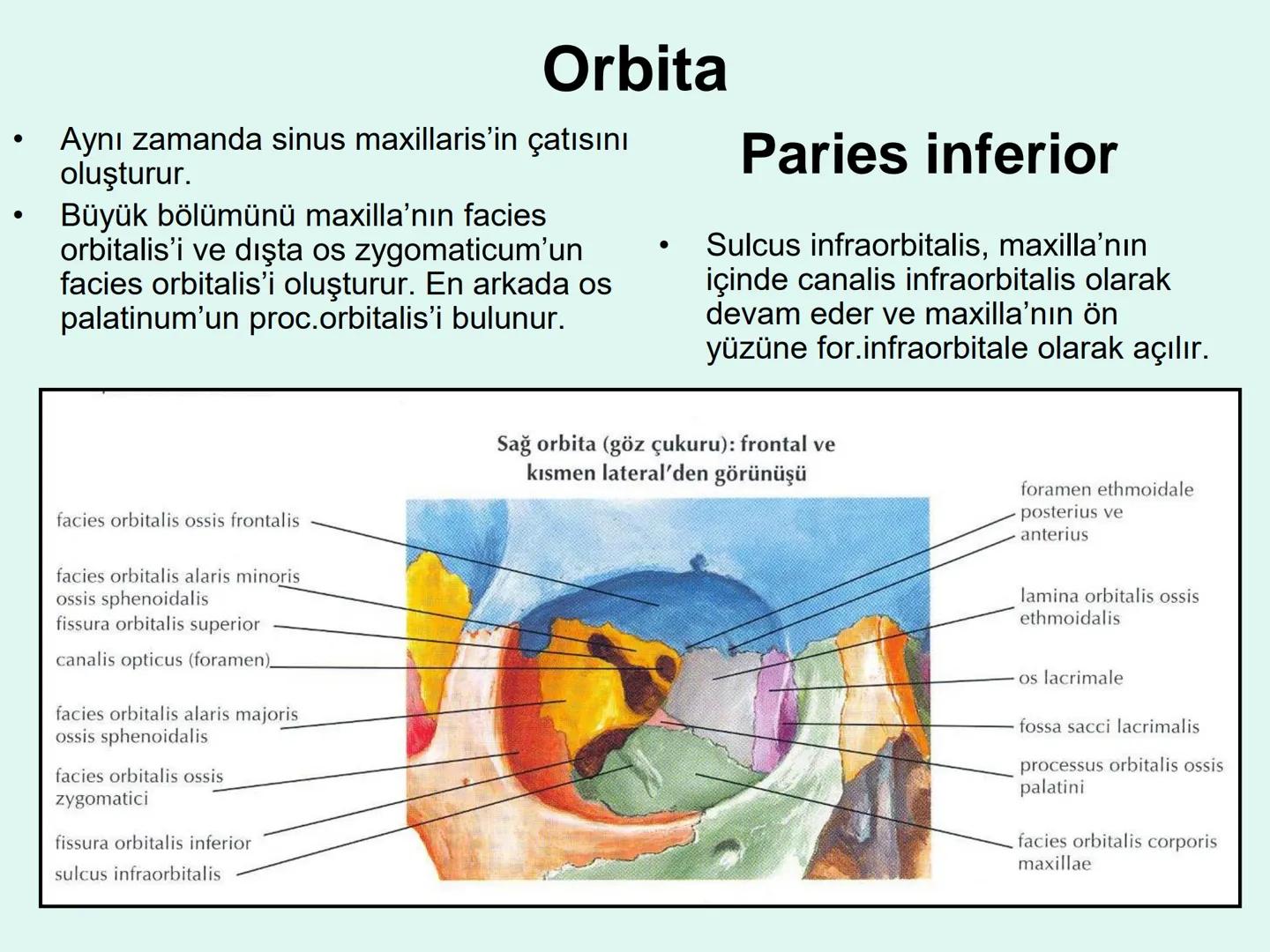 731
ÜNİVER
。
S
E
m
X*1992
Ossa cranii (Kafa kemikleri) # Ossa cranii (Kafa kemikleri)
- Neurocranium
Calvaria
Basis cranii
os frontale