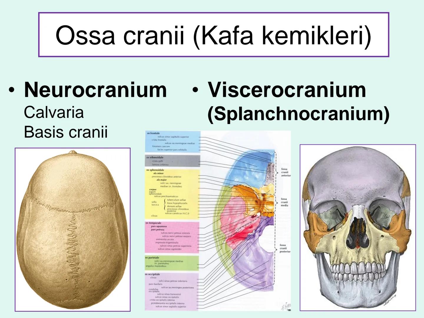 731
ÜNİVER
。
S
E
m
X*1992
Ossa cranii (Kafa kemikleri) # Ossa cranii (Kafa kemikleri)
- Neurocranium
Calvaria
Basis cranii
os frontale