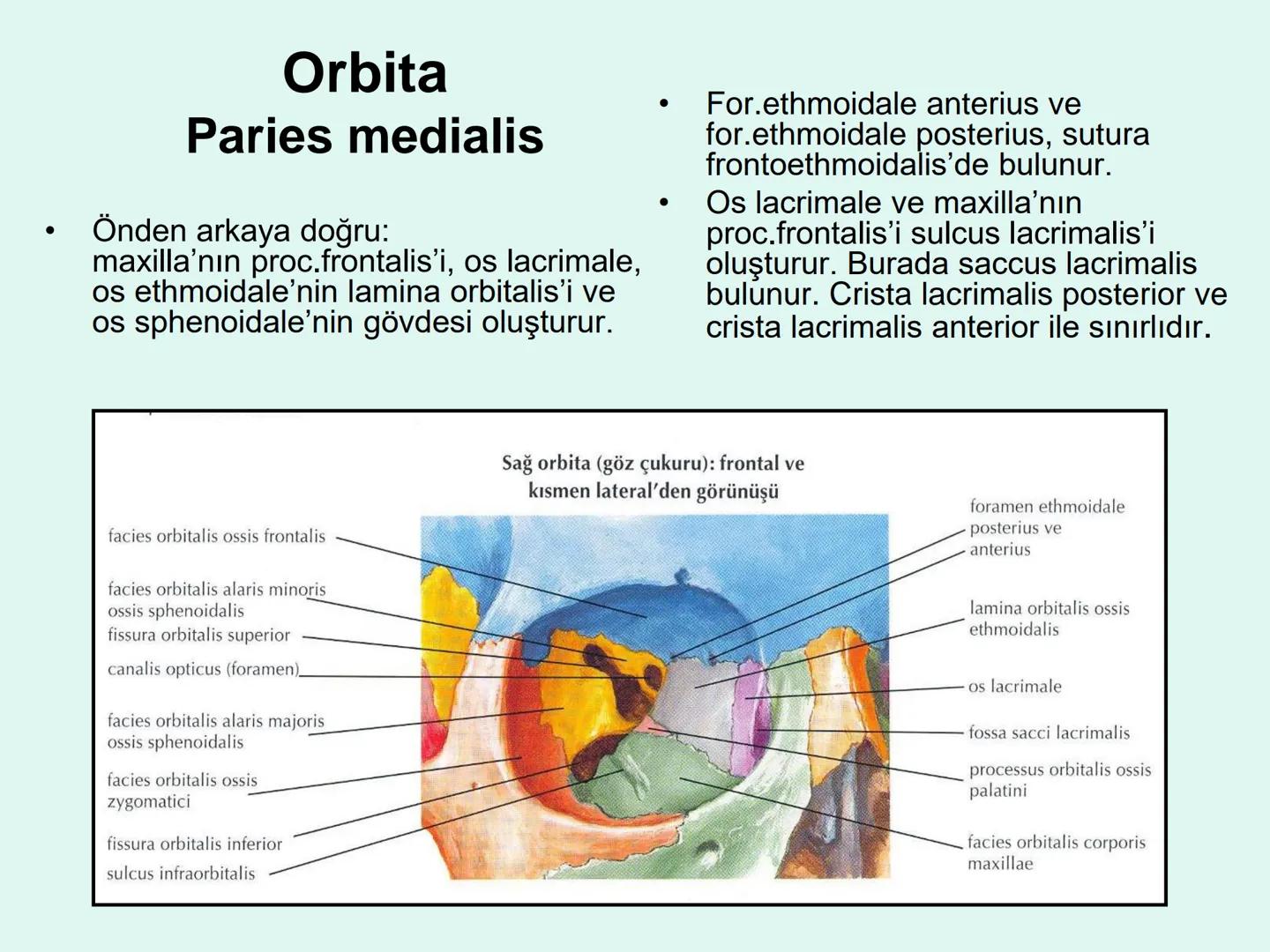 731
ÜNİVER
。
S
E
m
X*1992
Ossa cranii (Kafa kemikleri) # Ossa cranii (Kafa kemikleri)
- Neurocranium
Calvaria
Basis cranii
os frontale