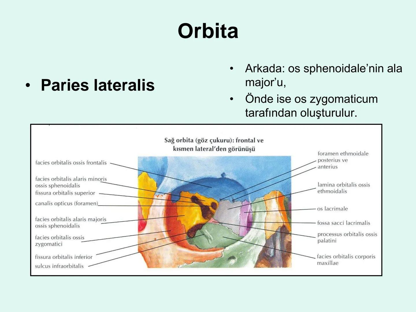 731
ÜNİVER
。
S
E
m
X*1992
Ossa cranii (Kafa kemikleri) # Ossa cranii (Kafa kemikleri)
- Neurocranium
Calvaria
Basis cranii
os frontale
