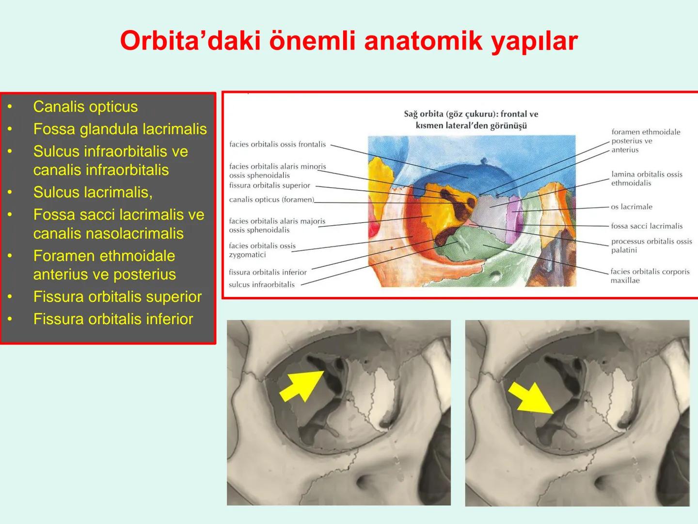 731
ÜNİVER
。
S
E
m
X*1992
Ossa cranii (Kafa kemikleri) # Ossa cranii (Kafa kemikleri)
- Neurocranium
Calvaria
Basis cranii
os frontale