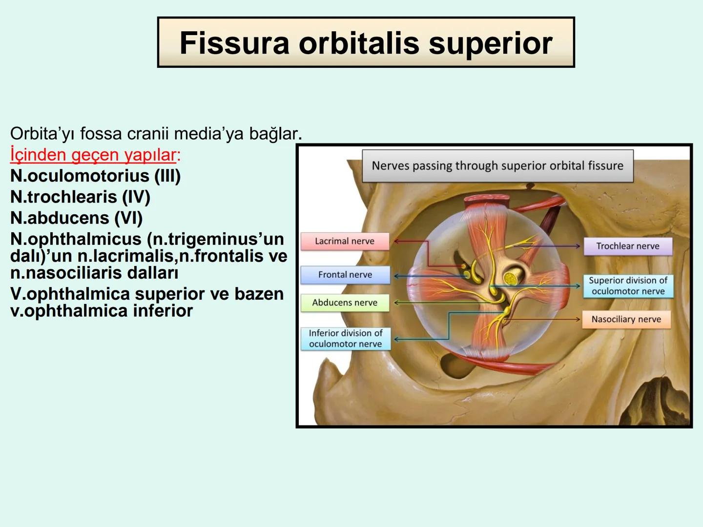 731
ÜNİVER
。
S
E
m
X*1992
Ossa cranii (Kafa kemikleri) # Ossa cranii (Kafa kemikleri)
- Neurocranium
Calvaria
Basis cranii
os frontale