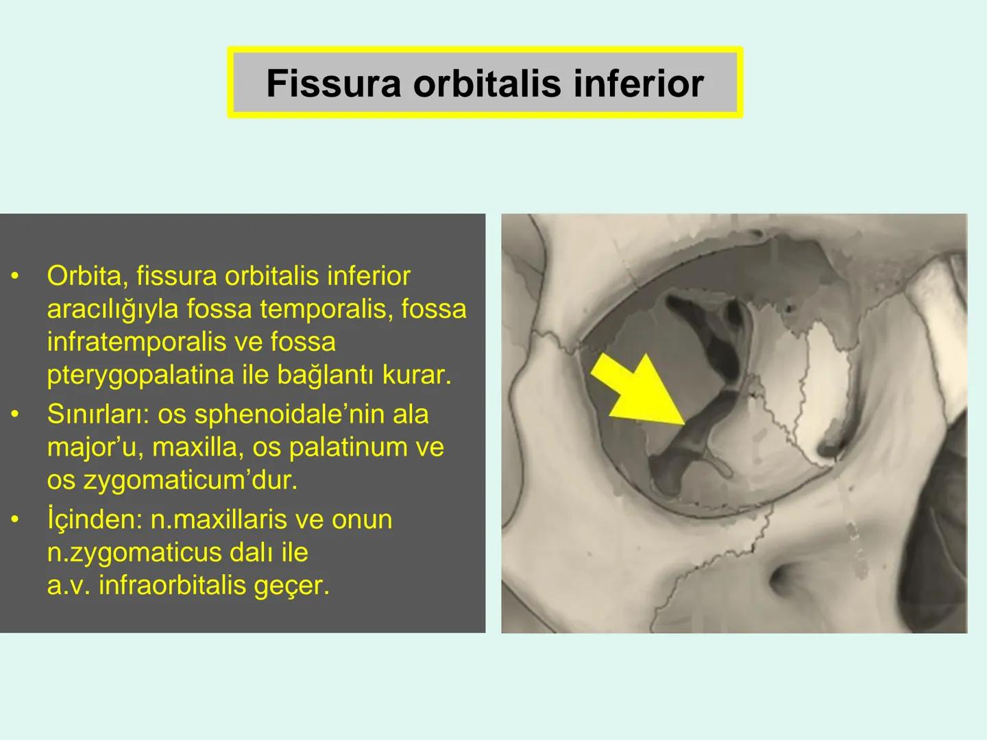 731
ÜNİVER
。
S
E
m
X*1992
Ossa cranii (Kafa kemikleri) # Ossa cranii (Kafa kemikleri)
- Neurocranium
Calvaria
Basis cranii
os frontale