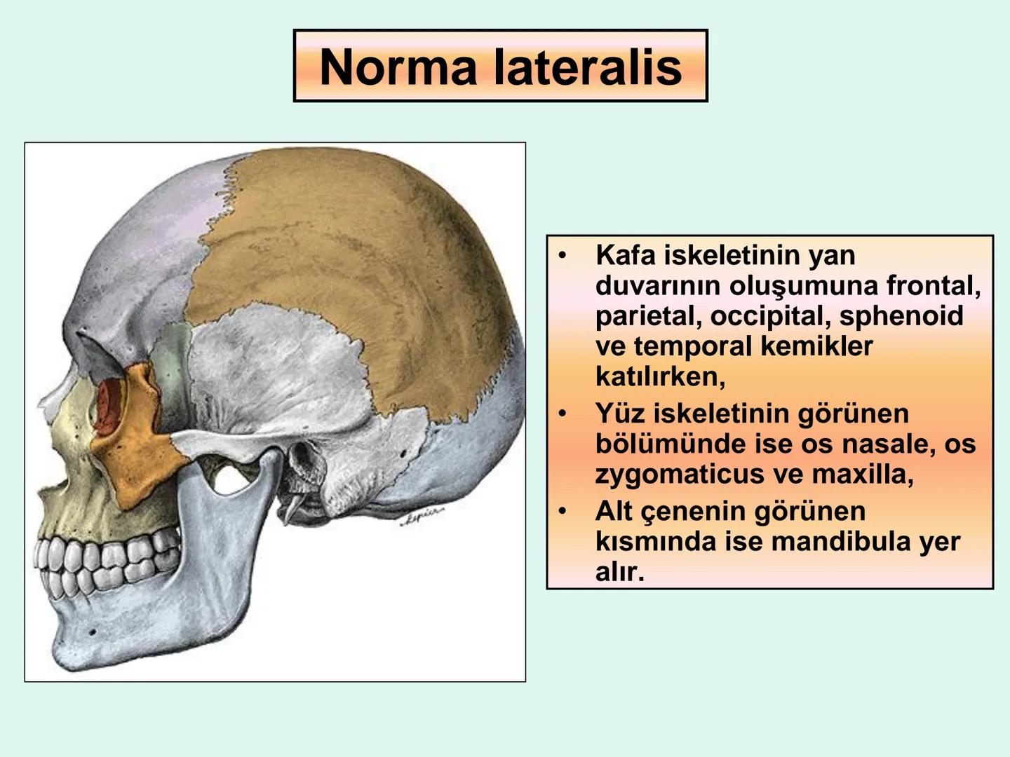 731
ÜNİVER
。
S
E
m
X*1992
Ossa cranii (Kafa kemikleri) # Ossa cranii (Kafa kemikleri)
- Neurocranium
Calvaria
Basis cranii
os frontale